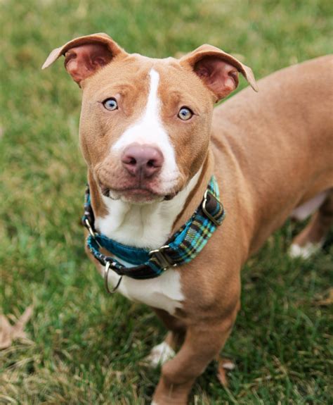 Powerful and Protective: The Bully Pitbull Mix